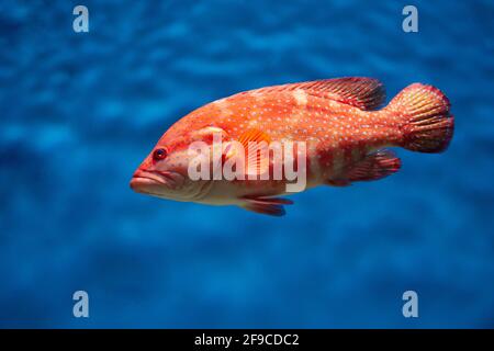 Im Aquarium schwimmt die Korallenhinde oder der Korallenbarsch (Cephalopholis miniata). Stockfoto