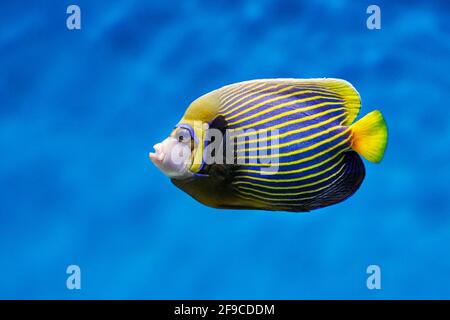 Erwachsener Kaiserangelfisch (Pomacanthus Imperator) schwimmt im Aquarium. Stockfoto