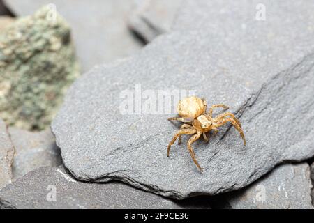 Gewöhnliche Krabbenspinne / Xysticus sp. Stockfoto