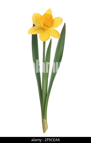 Studioaufnahme einer perfekten gelben Narzissenblüte, auf der sie isoliert ist Ein weißer Hintergrund in Nahaufnahme Stockfoto