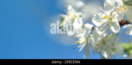 Wunderschön blühender Kirschbrunch auf dem blauen Himmel im Hintergrund Ein sonniger Frühlingstag mit Kopierfläche Stockfoto