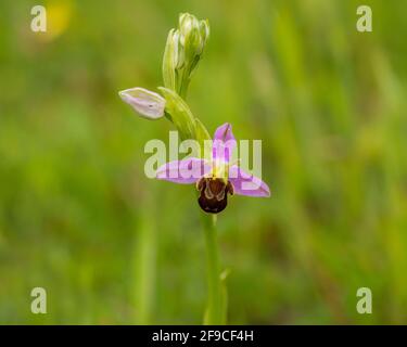 Biene Orchidee (Ophrys Apifera) Blüte auf einer Wiese Stockfoto