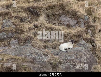 Mealagh Valley, Bantry, Cork, Irland. April 2021. Ein junges Lamm rast auf dem Berg im Mealagh Valley, Bantry, Co. Cork, Irland. - Credit; David Creedon / Alamy Live News Stockfoto