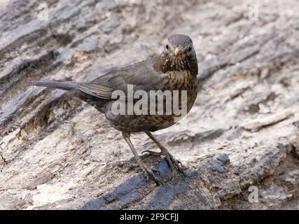 Amsel Großbritannien; eine Erwachsene Amsel, Turdus Merula, im Wald, Seitenansicht, Lackford Lakes, Suffolk UK Stockfoto