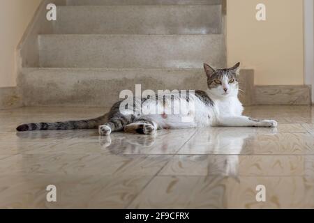 Die neue Mutterkatze ruht auf einem kühlen Boden und schaut auf die Kamera. Sie ist nach Tagen fast ständiger Krankenpflege erschöpft. Stockfoto