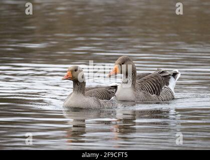 Greylag Goose UK; EIN Paar Greylag-Gänse, auch bekannt als Greylag Goose, Anser anser, schwimmen; Lackford Lakes, Suffolk UK Stockfoto