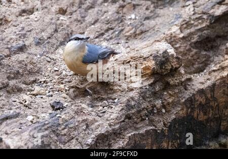 Nuthatch UK; der eurasische Nuthatch; Sitta europaea, auf einem Baumstamm sitzend, Lackford Lakes, Suffolk UK Stockfoto