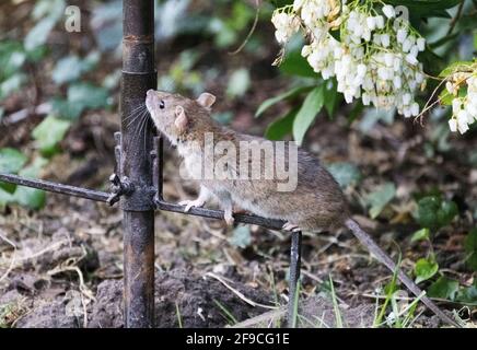 Brown Rat UK; ein erwachsener Brown Rat, alias Common Rat, Rattus norvegicus, in einem britischen Garten, Suffolk East Anglia UK Stockfoto