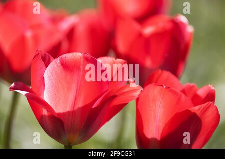 Rote Tulpen UK; hinterleuchtete rote Tulpen, die im Frühjahr in einem britischen Garten blühen, Suffolk England UK Stockfoto