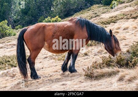 Pferde grasen, auf den Pyrenäen, Katalonien, Spanien Stockfoto