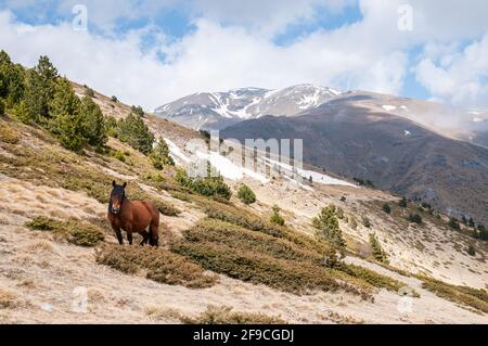 Pferde grasen, Puigmal Gipfel im Hintergrund, Katalonien, Spanien Stockfoto