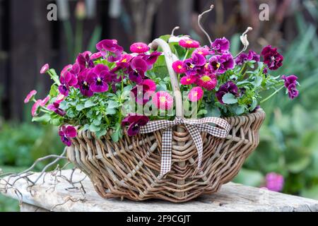 Violette Viola blüht und bellis perennis im Korb als Frühling Gartendekoration Stockfoto