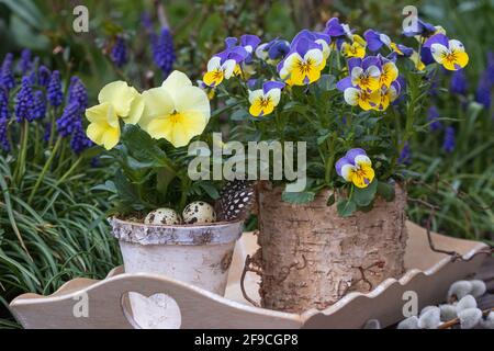 Gelbe und blaue Viola blüht im Frühling in rustikalen Töpfen Garten Stockfoto