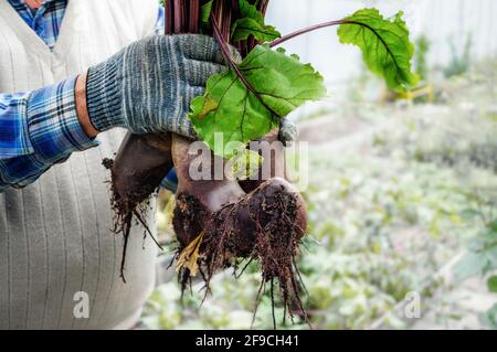 Rote Bete in den Händen eines Bauern. Große deformierte Rote Beete in einem Bund. Verformung der Rüben durch dichten Boden. Stockfoto
