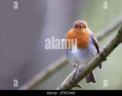 Robin UK - ein erwachsener männlicher Robin Rotbrust ( Erithacus rubecula ), auf einem Ast, Vorderansicht mit Kopieplatz links, Suffolk UK Stockfoto