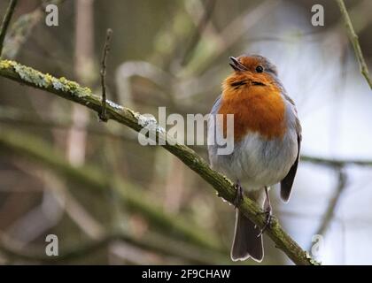 Robin singt; ein Robin Vogel, Erithacus rubecula, thront auf einem Zweig im Wald, Beispiel für Vogelgesang, Suffolk UK Stockfoto