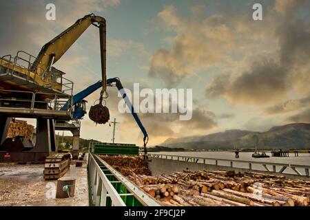 Schnittholz aus schottischen Wäldern, das für den Export auf ein Schiff geladen wird. Stockfoto