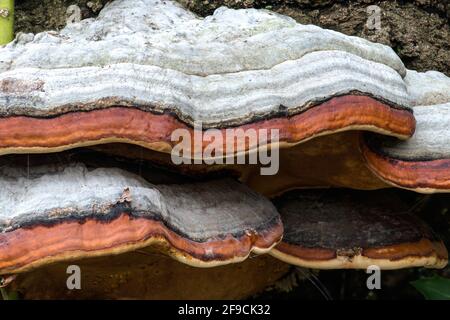 Stammzerfallpilz (Fomitopsis pinicola) Stockfoto