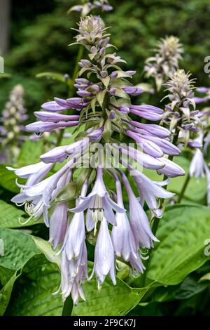 Blüten einer Wegerich-Lilie oder Hosta Stockfoto