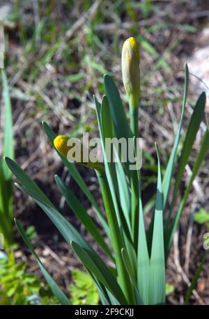 Geschlossene Narzissenknospe im Frühjahr im Holz Stockfoto