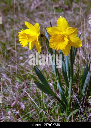 Narcissus Carlton. Daffodil, im Wald von Schweden Stockfoto