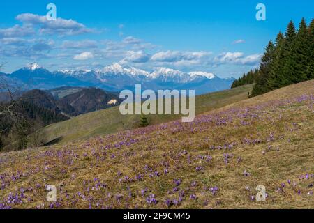 Riesige Krokus blühen im Frühling Stockfoto