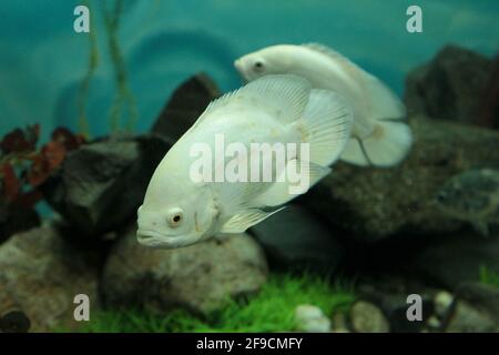 Giant Gourami Fische schwimmen im Aquarium Stockfoto