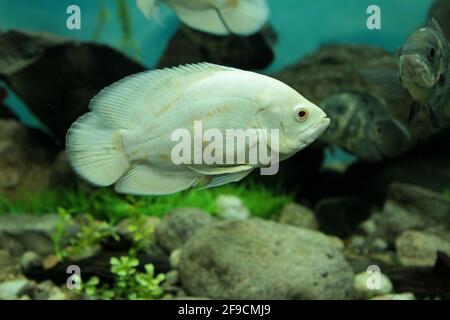 Giant Gourami Fische schwimmen im Aquarium Stockfoto