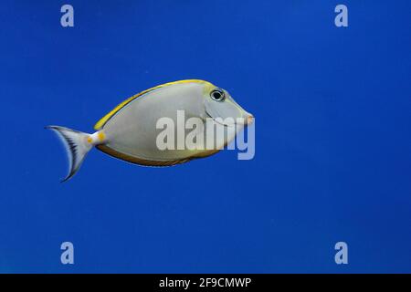 Der puderbraune tang (Acanthurus japonicus) im Aquarium Stockfoto