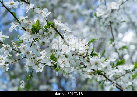 Der Frühling blüht auf einem Obstbaum in einem Obstgarten Stockfoto