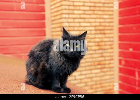 Schmutzige schwarze lange Fell streunende Katze Blick auf Linse mit rot-orange Backstein Outdoor-Hintergrund. Stockfoto