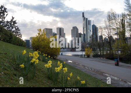 Frankurt Skyline im Frühling mit gelben Narzissenblüten, die wild am Mainufer in der Nähe der Flussleitung bei warmem Abendlicht und kleinen Wolken wachsen, w Stockfoto