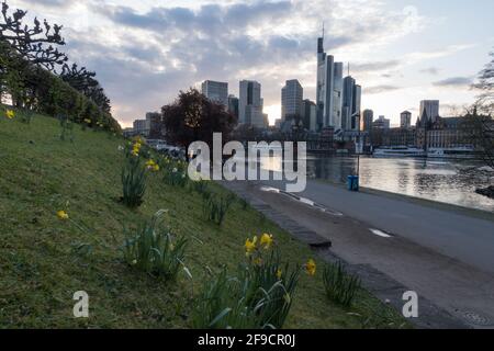 Frankfurt Skyline und Mainufer im Frühjahr mit Narzissen-Blüten Im Vordergrund und Blick auf den Finanzplatz und den Fluss Hauptleitung mit Brücke Eiserners Stockfoto