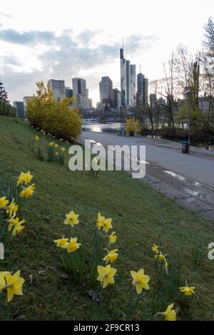 Frankfurt Mainufer im Frühjahr mit Narzissenblüten, die wild aus dem Gras wachsen. Straße in der Nähe der Skyline des Flusses in warmem Sonnenuntergangslicht mit Eisernersteg Stockfoto