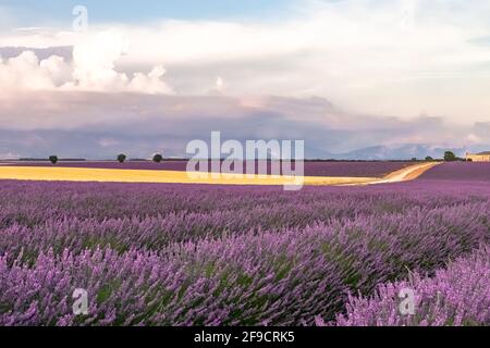 Lavendelfeld in der Provence, bunte Landschaft im Frühling Stockfoto