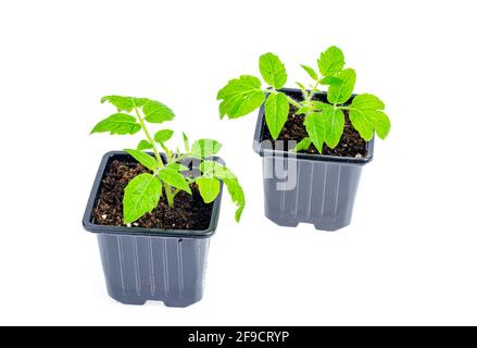 Grüne Sämlinge von Tomaten, die in Sämlingbehältern im Boden wachsen. Studio Photo Stockfoto