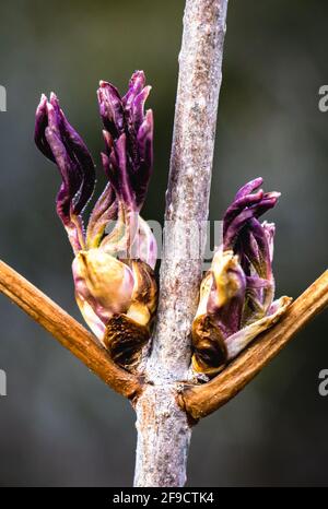 Nahaufnahme von zwei auftauchenden Aschebuschknospen an einem einzigen Ast im Frühjahr. Die Knospe ist sehr farbenfroh mit viel Detail und Textur. Stockfoto