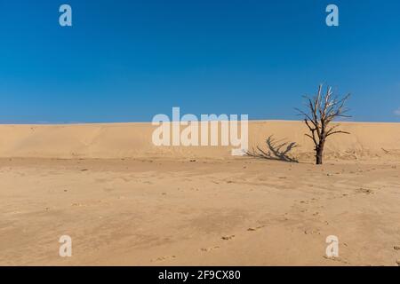 Tote Kiefern und Dünen an der französischen Atlantikküste, aufgenommen am sonnigen Wintertag auf Oleron Island, Charente, Frankreich Stockfoto