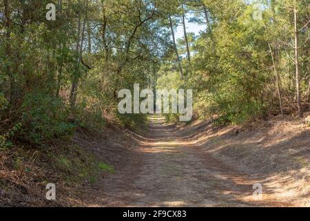 Unbefestigte Straße in einer Düne- und Pinienhain-Landschaft, aufgenommen am sonnigen Wintertag auf Oleron Island, Charente, Frankreich Stockfoto