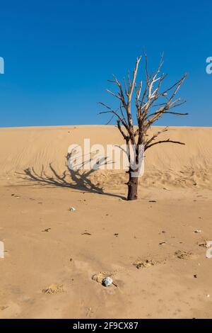 Tote Kiefern und Dünen an der französischen Atlantikküste, aufgenommen am sonnigen Wintertag auf Oleron Island, Charente, Frankreich Stockfoto