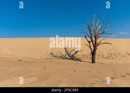 Tote Kiefern und Dünen an der französischen Atlantikküste, aufgenommen am sonnigen Wintertag auf Oleron Island, Charente, Frankreich Stockfoto