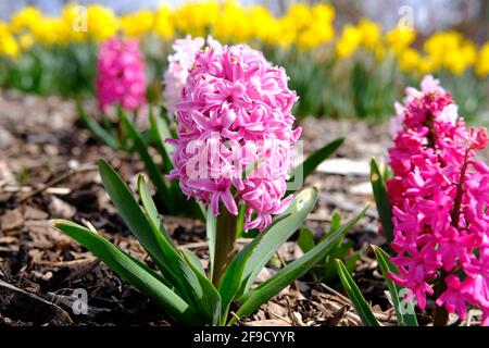 Schöne weiße und rosafarbene Hyazinthe-Sorten (Hyacinthus orientalis) in der Frühlingssonne in einem Glebe-Garten, Ottawa, Ontario, Kanada. Stockfoto