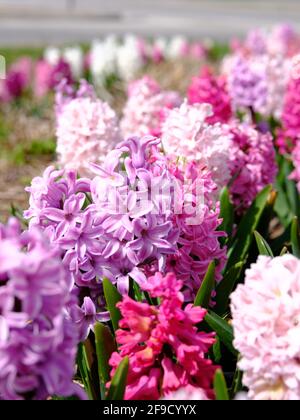 Schöne weiße und rosafarbene Hyazinthe-Sorten (Hyacinthus orientalis) in der Frühlingssonne in einem Glebe-Garten, Ottawa, Ontario, Kanada. Stockfoto