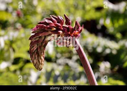 Rote Spitze von melianthus major -riesige Honigblume -Pflanze, klein Tubolare Blüte mit schmalen Trauben Stockfoto