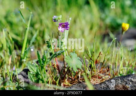 Rosa Blume der Dovesfoot Geranium -Geranium molle -kleine Frühlingspflanze Stockfoto