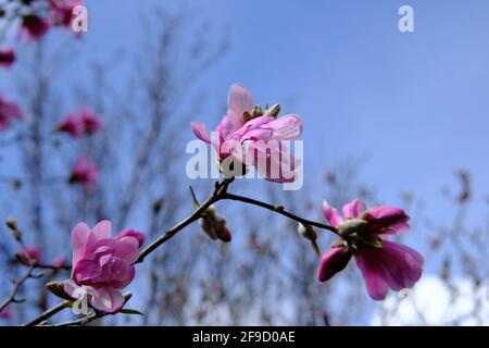 Schöne rosa Magnolienblüten (Magnolia sprengeri?) Blüht in der Frühlingssonne in Ottawa, Ontario, Kanada. Stockfoto