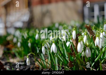Schöne weiße hängende Blüten einer Schneeglöckchen-Gruppe (Galanthus nivalis) in einem Glebe-Garten im frühen Frühjahr. Ottawa, Ontario, Kanada. Stockfoto