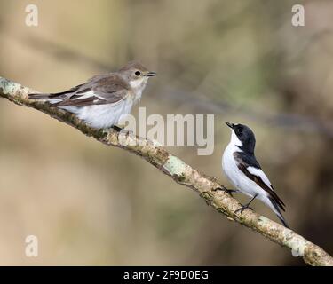 Paar Riedflieger , Ficedula hypoleuca, im walisischen Wald Stockfoto