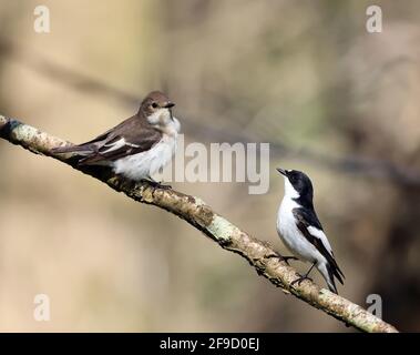 Paar Riedflieger , Ficedula hypoleuca, im walisischen Wald Stockfoto