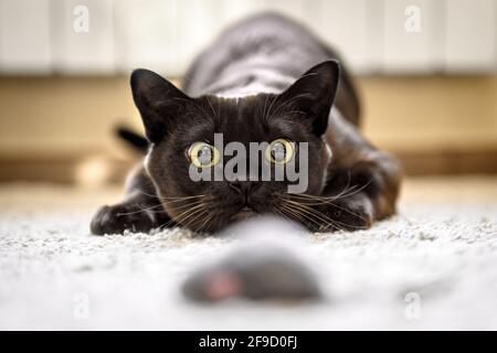 Katzen jagen zu Hause zur Maus, birmanische Katze Gesicht vor Angriff Nahaufnahme. Portrait von lustigen Hauskätzchen spielt drinnen. Blick auf glückliche Burma Katze präpari Stockfoto